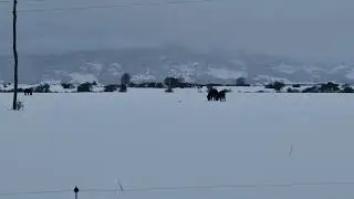 ZIVOTINJE  BEZ SIJENA SE SNALAZE DA PREZIVE ZIMU .