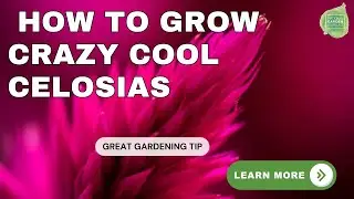 Ask the Experts about Celosia