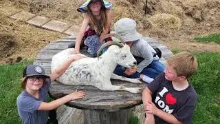 Heartland Farm Sanctuary UnGala video 2018