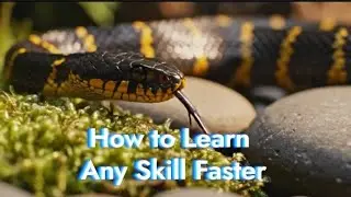 How to Learn Any Skill Faster