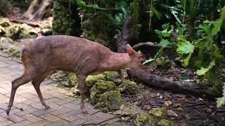 The Barbados Wildlife Reserve