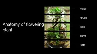 Ncert | Chapter 5 | Flower | Androceium | Gynoceium | Fruit | Hindi medium