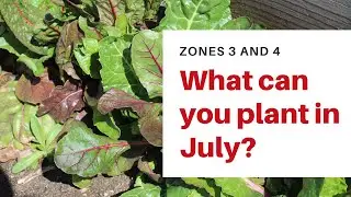 What can you still plant in July? [Zones 3 and 4]