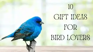 Top 10 Gift ideas for birds lovers
