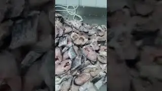Automatic Fish Cutting Cleaning Machine 🐟