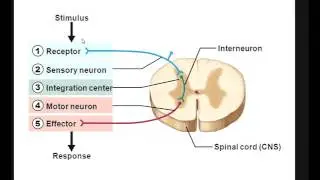 Sensory receptor  Integration center  Effector mp4