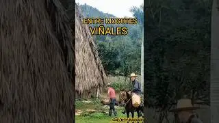 Los Mogotes de Vi&ntilde;ales #travel #alexisyliviaviajan #shorts #vinales