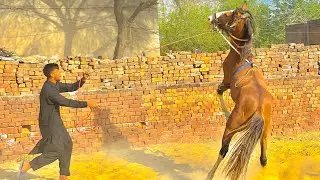 Spending time with horses❤️‍🩹| ghora dar gaya😱