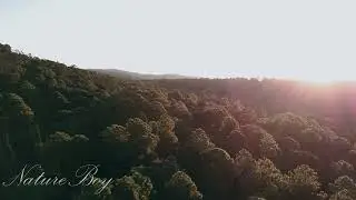 Sun rays over the forest #viralvideo