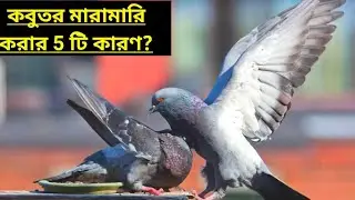 কবুতর মারামারি করার 5 টি কারণ?