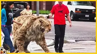 35 Animali Estinti Filmati dalle Telecamere