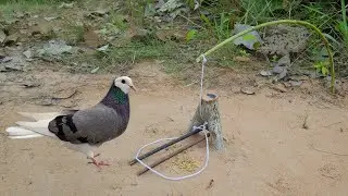 Unique Bird Trap - Creative Easy Bird Trap Using Wood & Bamboo