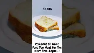 Timelapse Rotten Bread HD #shorts
