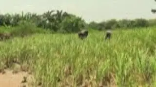 Nigerian farmers predict poor harvest after floods damage crops