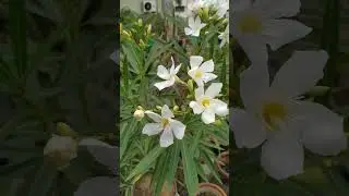 Nerium Oleander Flowering🌷