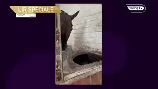 More treatment required - Get well soon Lir Speciale! (Update: 10/10/24)