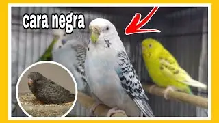¿COMO LOGRAR PERIQUITOS CARA NEGRA?