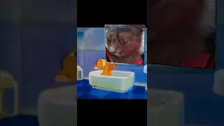 котенок #top #cat #длядуши #рекомендации #mouse #topmusic #beautiful