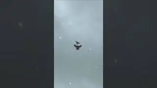 PEREGRINE FALCON VS PIGEON 😱