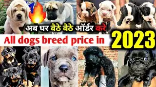 All dogs breed new price in 2023 || All over India delivery | Top quality || New year का प्राइस देखो