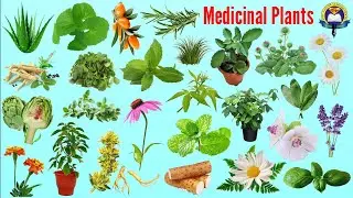 Medicinal Plants Name | Ayurvedic Plants Name In English With Picture| Easy English Learning Process