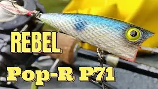 【REBEL】Pop-R P71『レーベル』ポップR P71