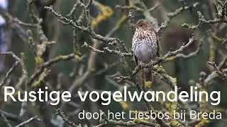 Rustige vogelwandeling door het Liesbos bij Breda #1476