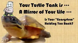 Stop! You May Killing Your Turtle! Things You MUST AVOID When Keeping CH1: Turtles Beginner Mistakes
