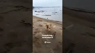 Трекер Petsee подарит спокойствие за питомца даже самому тревожному владельцу! #питомцы #gpsтрекер