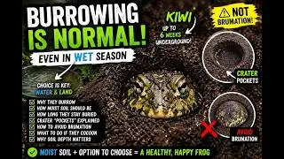 Behavior in the soil Pt 1 & 2 -  African Bullfrog - Pyxicephalus Adspersus also known as Pixie frog