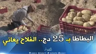فلاحو الوادي مهددون بالإفلاس ..أسعار البطاطا تسجل انخفاظا كبير