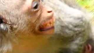Mommy Angel Running Escaping From Little Monkey That Trying Following Her Baby MOnkey