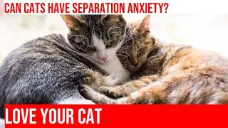 Do Cats Suffer from Separation Anxiety?