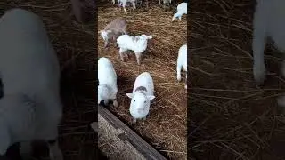 Little sheep #country #животные #sheep #goat #sheeps #farming #sheepfarm #animals #sheeplove #овцы