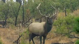 Wildlife at Sugarite Canyon State Park