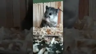 Hamster cleaning itself ❤️🤗So cute #short #shorts #cutehamster #hamster #hamsterlucu