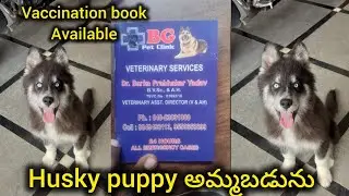 Top quality husky puppy for sale in telugu/88972 79725/BGS pets 