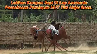 Latihan Karapan Sapi Di Lap Asemanis Pamekasan Persiapan HUT Tim Hajar Boss.