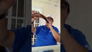 41 inch Shofar Fine Tuned for Clark McIntosh of Tulsa OK