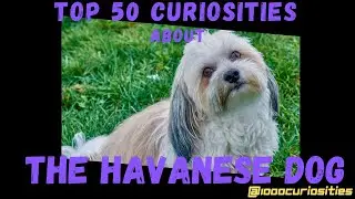 Top 50 Curiosities About the Havanese Dog