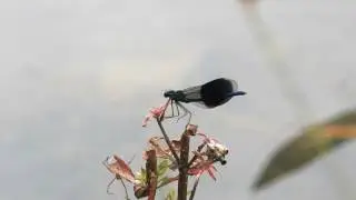 Geb&auml;nderte Prachtlibelle   Calopteryx splendens  M&auml;nnchen