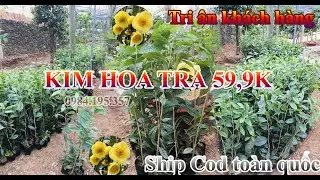 Kim hoa tr&agrave; 59,9k | C&acirc;y tr&agrave; hoa v&agrave;ng