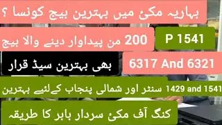 Selection of seeds for spring corn with Sardar Baber Fareed!!