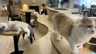 Cat Cafe in Myeongdong - Seoul, South Korea