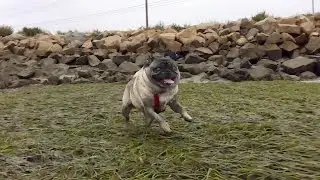 Pugs Not Drugs Vine | Brandy The Pug