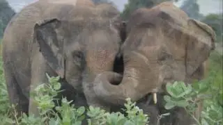 Help Wildlife SOS Win $100,000 for Elephants!