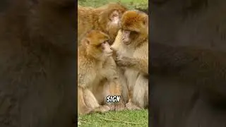 Monkey's Facial Expression