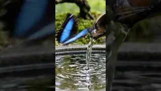 #Zen Bamboo Fountain &ndash; Peaceful Water Flow for Deep Relaxation 29