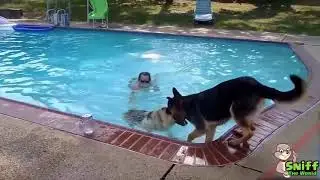 Loyal Dogs Saved People Life Compilation 2017