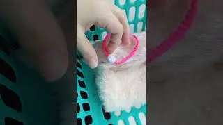 Свинка Реборн. Обзор на домик. делать вторую часть?